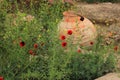 Georgia. Beautiful poppies blossom in Tbilisi