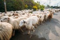 Georgia, Caucasus. Close Flock Of Unshorn Sheep Moving On Asphalt