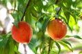 Georgia Freestone Peaches on Tree Royalty Free Stock Photo