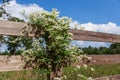 Georgia Sweet Autumn Clematis White Flowering Vine Royalty Free Stock Photo