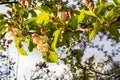 Georgian Jonjoli Bladdernut Plant in Bloom Royalty Free Stock Photo