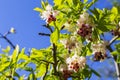 Georgian Jonjoli Bladdernut Plant in Bloom Royalty Free Stock Photo