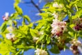 Georgian Jonjoli Bladdernut Plant in Bloom Royalty Free Stock Photo