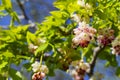 Georgian Jonjoli Bladdernut Plant in Bloom Royalty Free Stock Photo