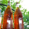 Georgian natural white wine bottled in glass bottles. Close up shot