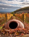A Georgian qvevri partially buried in a vineyard, with grapevines and fallen autumn leaves surrounding it