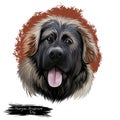 Georgian Shepherd Dog breed digital art illustration isolated on white. Popular puppy portrait with text. Cute pet hand Royalty Free Stock Photo