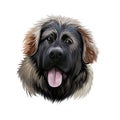 Georgian Shepherd Dog breed digital art illustration isolated on white. Popular puppy portrait with text. Cute pet hand drawn Royalty Free Stock Photo