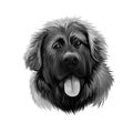 Georgian Shepherd Dog breed digital art illustration isolated on white. Popular puppy portrait with text. Cute pet hand drawn Royalty Free Stock Photo