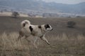 Georgian Shepherd Dog Royalty Free Stock Photo