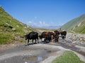 Georgian shepherd leading his herd of cows in beautiful Truso valley in Kazbegi region, Caucasus mountains, Georgia.