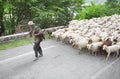 Georgian shepherd