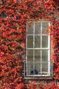 Georgian window surrounded by ivy. Dublin. Ireland