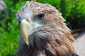 Georgious bird Royalty Free Stock Photo