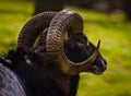 A georgous mouflon, a ram as a portrait in a meadow Royalty Free Stock Photo