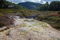 Nature combined with geathermal hot ground in new-zealand