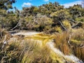 Geothermal spring surrounded by native New Zealand bush at Hipaua Thermal area in Waikato region