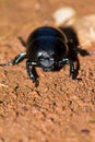 Geotrupes beetle Royalty Free Stock Photo
