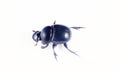 Geotrupes and Scarabaeus Royalty Free Stock Photo
