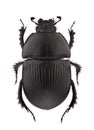 Geotrupes spiniger Royalty Free Stock Photo