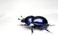 Geotrupes stercorarius Royalty Free Stock Photo