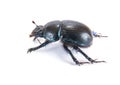 Geotrupes stercorarius, or earth-boring dung beetles, or dung be
