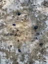 Geotrupes vernalis in holes in the ground. Royalty Free Stock Photo