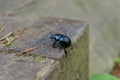 Geotrupidae crawling in hope to find some food Royalty Free Stock Photo