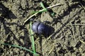 Geotrupidae earth-boring dung beetle bug crawling on gray soil with green grass background Royalty Free Stock Photo