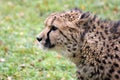 Gepard Royalty Free Stock Photo