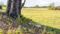 A sleeping cheetah in the Okavango Delta.