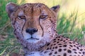 A cheetah looks into the camera.