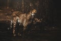 Gepard (Acinonyx jubatus) detail portrait