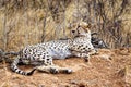 Gepard Acinonyx jubatus liegt auf einem ErdhÃÂ¼gel, Namibia, Afrika