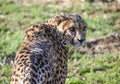 Gepard Royalty Free Stock Photo