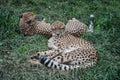 Gepard, gephard cheetah couple lying in the grass