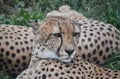 Gepard, gephard cheetah couple lying in the grass