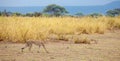 A gepard is going in the grassland in Kenya