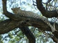 Gepard lying on the trees