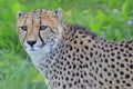 Gepard portrait in the green grass Royalty Free Stock Photo