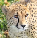 Gepard portrait in the green grass Royalty Free Stock Photo