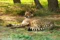 Gepard resting. Royalty Free Stock Photo
