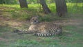 Gepard resting.