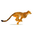 Gepard running. Cheetah animal hunter in wild Africa. Dangerous leopard. Vector Royalty Free Stock Photo