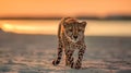 gepard on sand wild desert at sunset animal world nature landscape Royalty Free Stock Photo