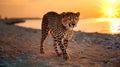 gepard on sand wild desert at sunset animal world nature landscape Royalty Free Stock Photo
