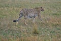 Gepard in the savannah in the Tsavo East and Tsavo West National Park