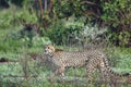 Gepard in the savannah in the Tsavo East and Tsavo West National Park