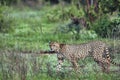 Gepard in the savannah in the Tsavo East and Tsavo West National Park