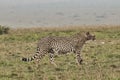 Gepard in the savannah in the Tsavo East and Tsavo West National Park